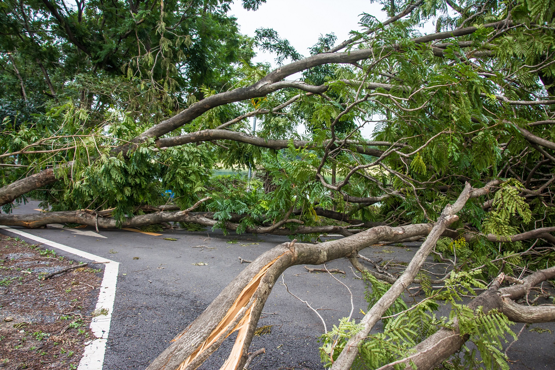 Storm Cleanup Services